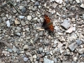 Moth and Gravel